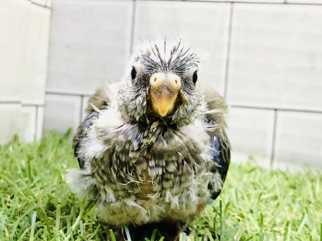 アキクサインコ（秋草インコ）