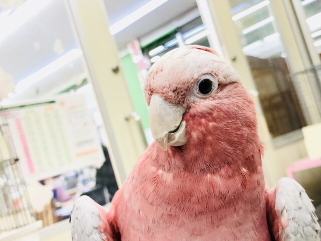 モモイロインコ