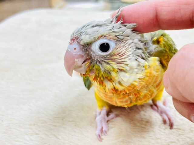 ホオミドリウロコインコ