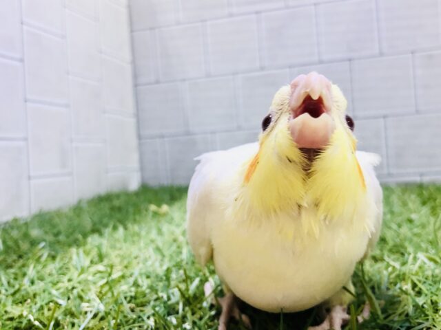 オカメインコ