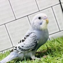 【最新画像更新☆☆】人気な！？渋い鳥さんです　セキセイインコ