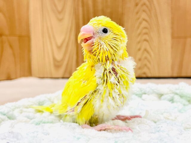 セキセイインコ