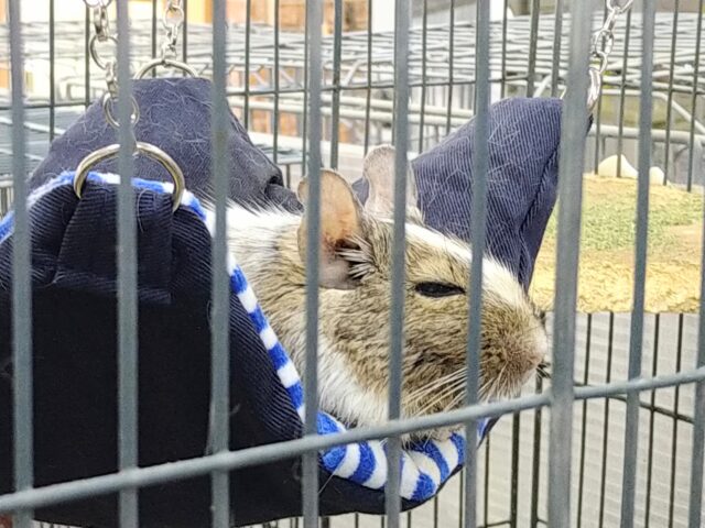 デグー