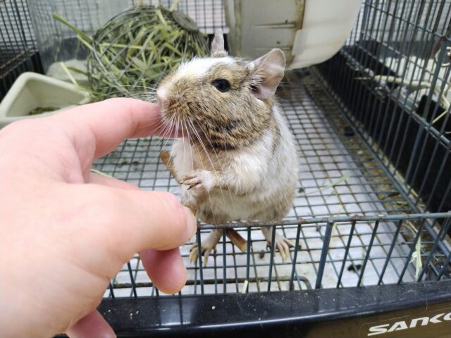 デグー