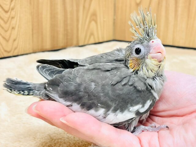 オカメインコ