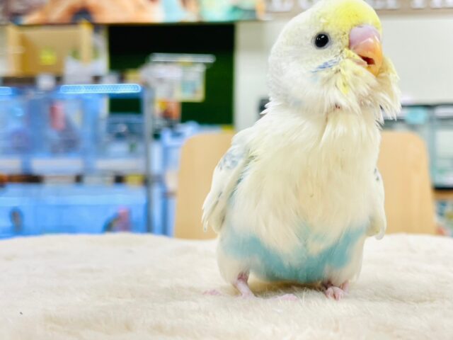 【最新画像更新🪄】仕草や表情全てにときめき‪🫶🏻´-セキセイインコ（パステルレインボーパイド）ヒナ