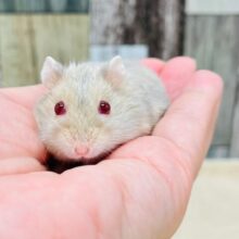 とってもレア❤️ྀི魅力たっぷりなルビーアイハムちゃん