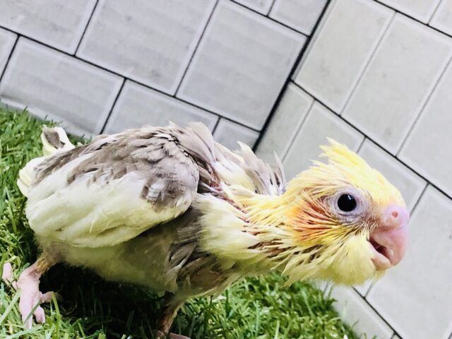 オカメインコ