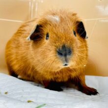 【最新画像・動画更新🪄】可愛すぎるたれ耳モルちゃん♡ロシアンモルモット（男の子）