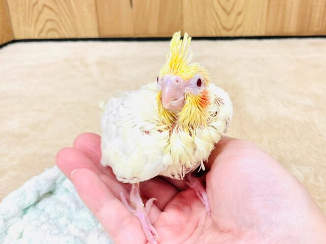 オカメインコ