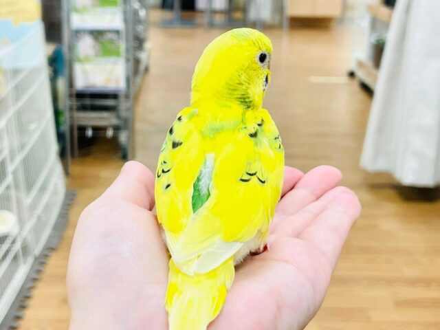 セキセイインコ