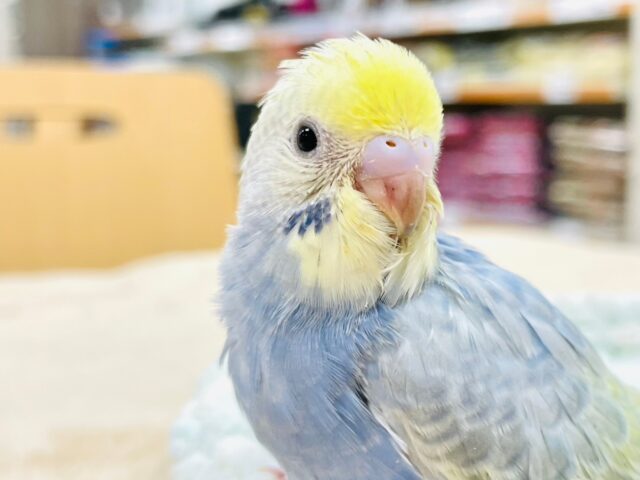 セキセイインコ