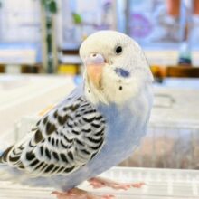 【動画更新🪄カゴデビューしました☆】表情が個性豊か❤︎セキセイインコ（オパーリン）