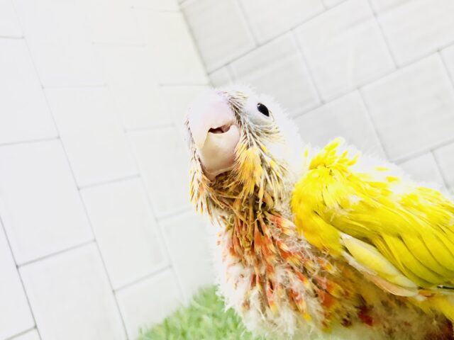 ホオミドリウロコインコ