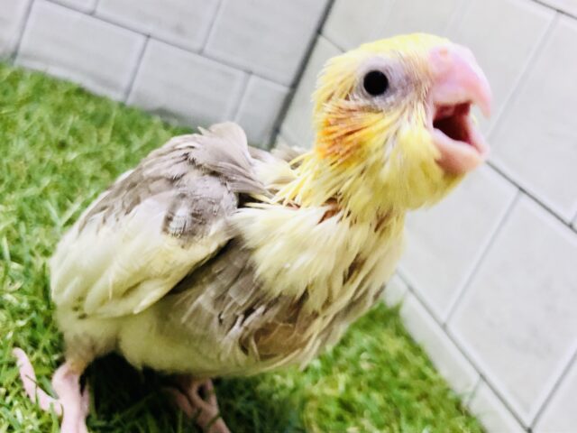 オカメインコ