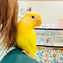 【動画更新🪄】成長が楽しみ♡♡コザクラインコ（ルチノーオパーリン）ヒナ
