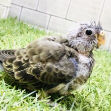 まさかビックリの入舎です！！　アキクサインコ