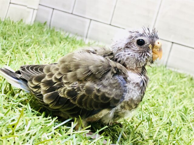 まさかビックリの入舎です！！　アキクサインコ