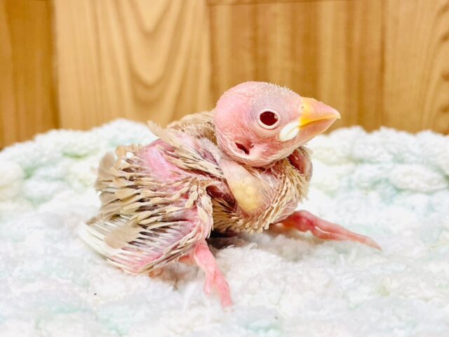 シナモン文鳥