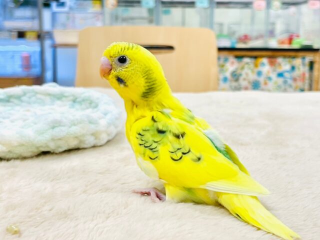 セキセイインコ