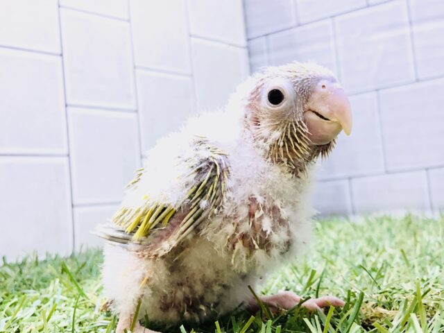 お久しぶりカラーのワタワタちゃん　ウロコインコ