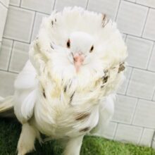 流山店でもついに入舎しました～　ジャコビンバト