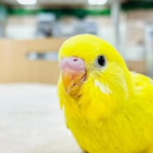 【最新画像更新🪄】ぱっと輝くイエロー🌟セキセイインコ（ダブルファクター）ヒナ