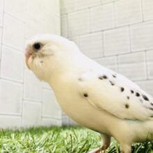 【最新画像更新☆☆】かわいいだけじゃだめですか？？　セキセイインコ
