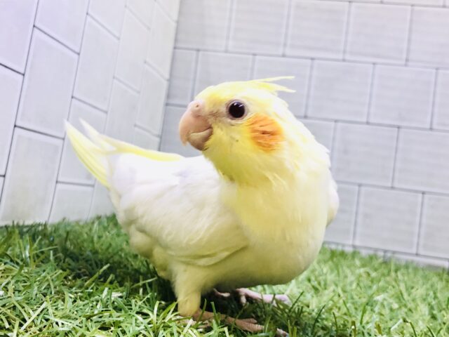 オカメインコ