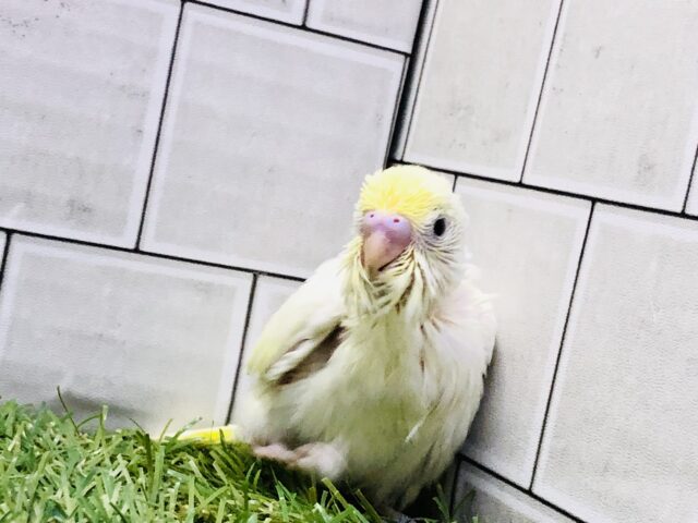 ゴージャスに淡く・・・　セキセイインコ