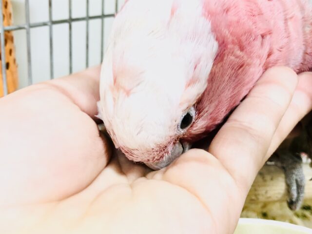 モモイロインコ