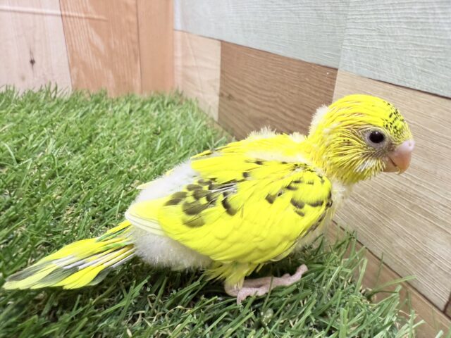 セキセイインコ