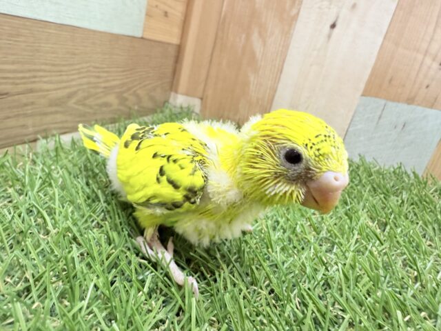 セキセイインコ