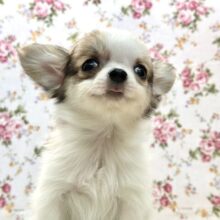 つい、舌が出ちゃう😋ロングコートチワワ（レッド＆ホワイト）2024年12月15日生まれの男の子