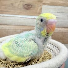 あわ〜いお色でとっても人気なお色ですっ❣️セキセイインコのパステルカラーレインボー‼️