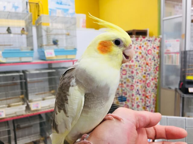 オカメインコ