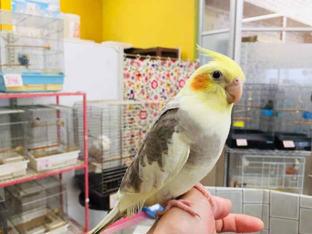 オカメインコ