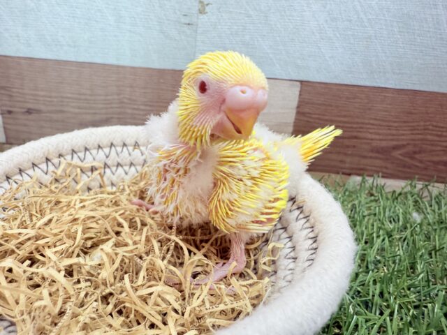 明るさMAXのサンサンイエロー🔆セキセイインコのルチノー‼️