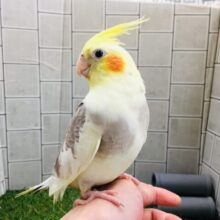 【⭐️最新画像更新⭐️】うじゃ～ご飯はまだですか～？？　オカメインコ