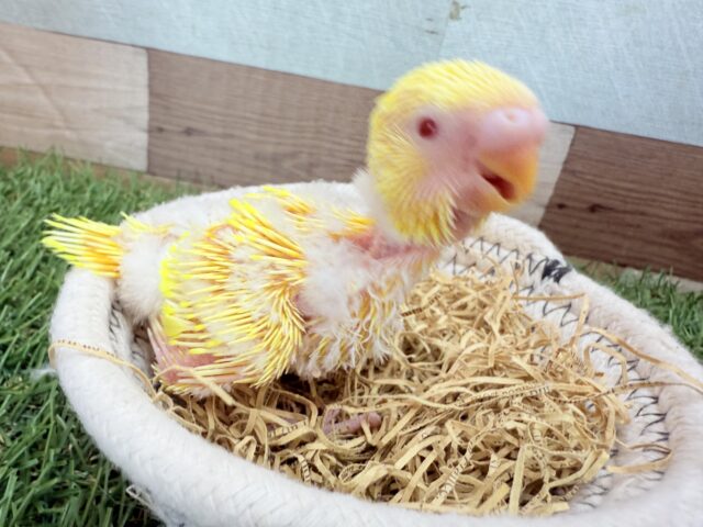 セキセイインコ