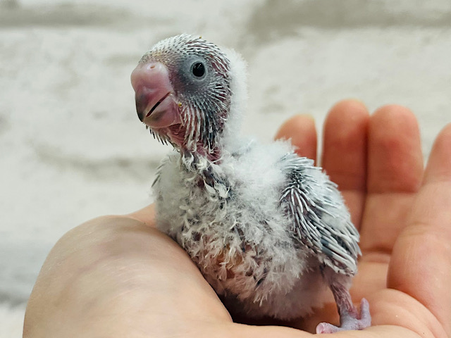 わたわたライラックちゃん参上🧚セキセイインコ(ライラック) ヒナ