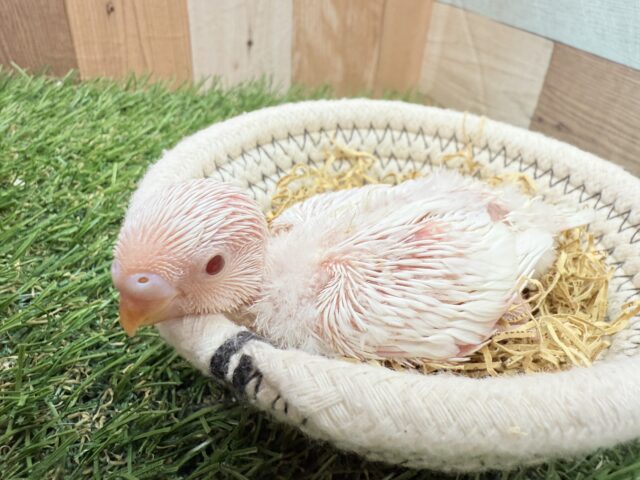 まっしろ赤目の天使さん〜👼セキセイインコのアルビノ‼️