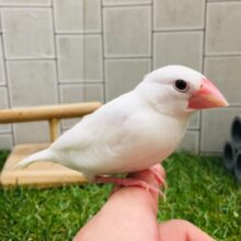 【⭐️最新画像更新⭐️】純白カラーに性格はどんな子になるかな？？　白文鳥