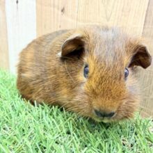 たれみみがとっても可愛いぷぃぷぃガール🩷ロシアンモルモットのブラウン❣️