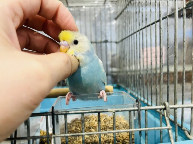 セキセイインコ