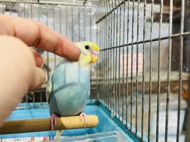 セキセイインコ