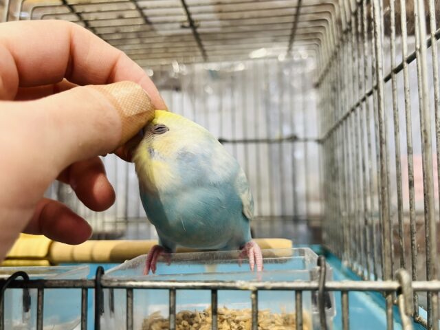 セキセイインコ