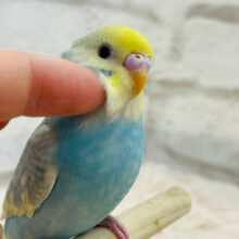 合言葉は”ピーちゃん、可愛いね〜〜！🐥💗”セキセイインコ(パステルレインボースパングルパイド)