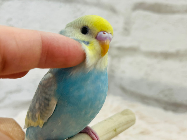 合言葉は”ピーちゃん、可愛いね〜〜！🐥💗”セキセイインコ(パステルレインボースパングルパイド)