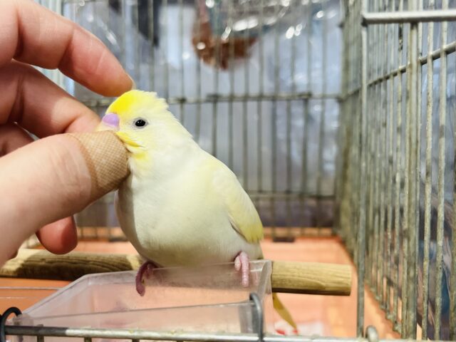 セキセイインコ